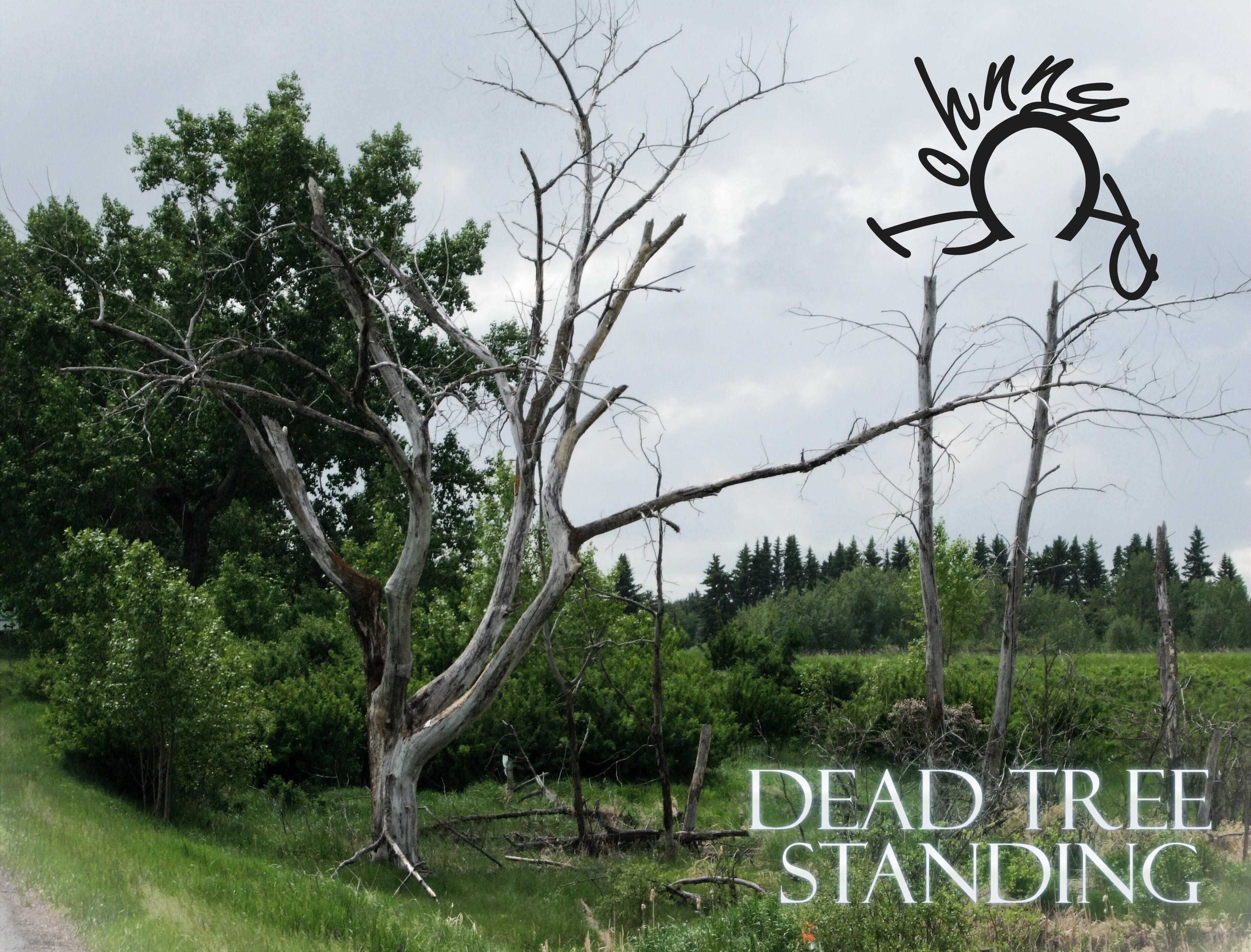 Dead Tree Standing Cover