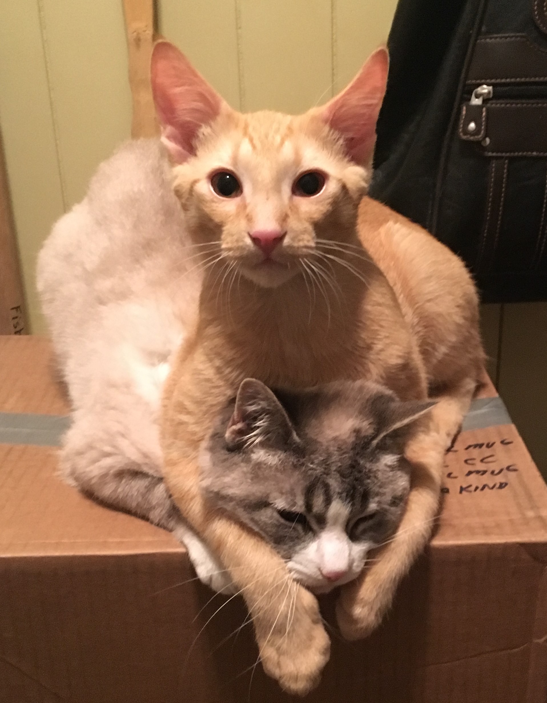 He loved her a lot (our deaf "Mini")